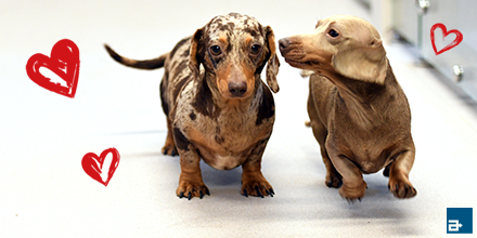 LOVE your floors 💖 (and your best friends) 🐶 #ValentinesDay 
Read our case study on how we created a relaxing environment for these playful pups po.st/CSPPuppies