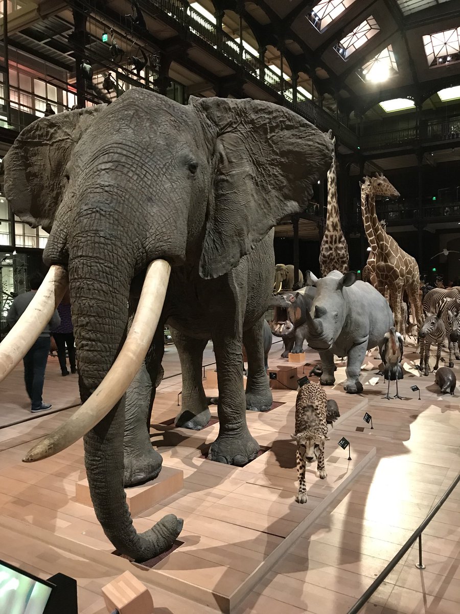 MarcelSVT's tweet photo. Sortie dans la grande galerie de l’évolution avec deux classes de secondes ! #2nde #biodiversité #biodivgge https://t.co/oav9j8P2HO
