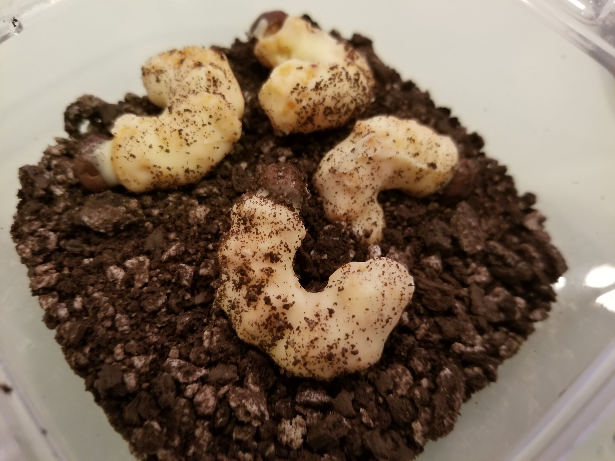 うさまりあ 私が作った今年のバレンタインデーのチョコはこのチョコ カブトムシの幼虫 チョコ バレンタインデー おもしろチョコ T Co Fbujxrmnxh Twitter