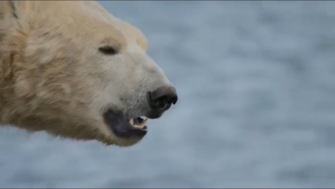 The Search For the Polar Bear (Documentary) (@hbmfilm) on Twitter photo Sneak peek at some early footage for <a href="/HBMfilm/">The Search For the Polar Bear (Documentary)</a>: The Search for the Polar Bear. <a href="/HenryPolarBears/">H. Anderson-Elliott</a> <a href="/scottpolar/">Scott Polar Research Institute</a> #polarbear #documentary Sneak peek at some early footage for <a href="/HBMfilm/">The Search For the Polar Bear (Documentary)</a>: The Search for the Polar Bear. <a href="/HenryPolarBears/">H. Anderson-Elliott</a> <a href="/scottpolar/">Scott Polar Research Institute</a> #polarbear #documentary