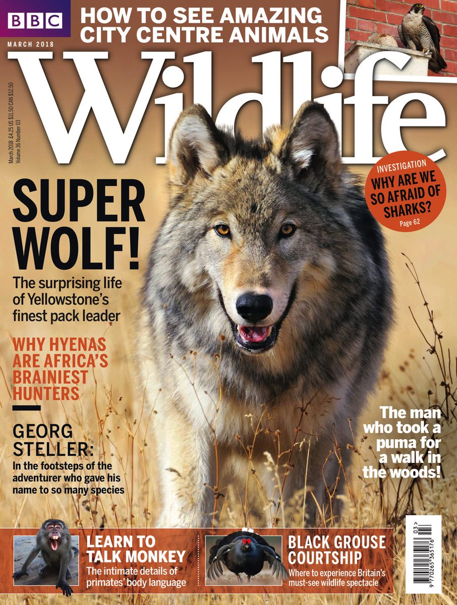 BBC Wildlife (@WildlifeMag) | Twitter - 906 x 1200 jpeg 273kB