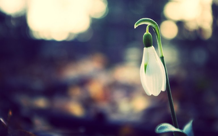 希望の花言葉 スノードロップ エデンの園を追われて悲しむアダムとイヴを慰めるために 天使が降っていた雪をスノードロップの花に変えたというエピソードが存在します 死を象徴とする花とする地方もあり 悲しい花言葉が多いですが 前向きな花言葉も