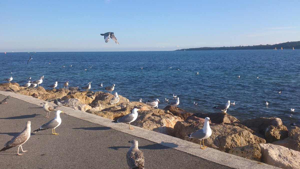 #Cannes maintenant #PalmBeach #IlesDeLérins #IleSainteMarguerite #CotedAzurFrance #FrenchRiviera #CannesEnHiver <a href="/villecannes/">Cannes</a> @CannesIsYours
