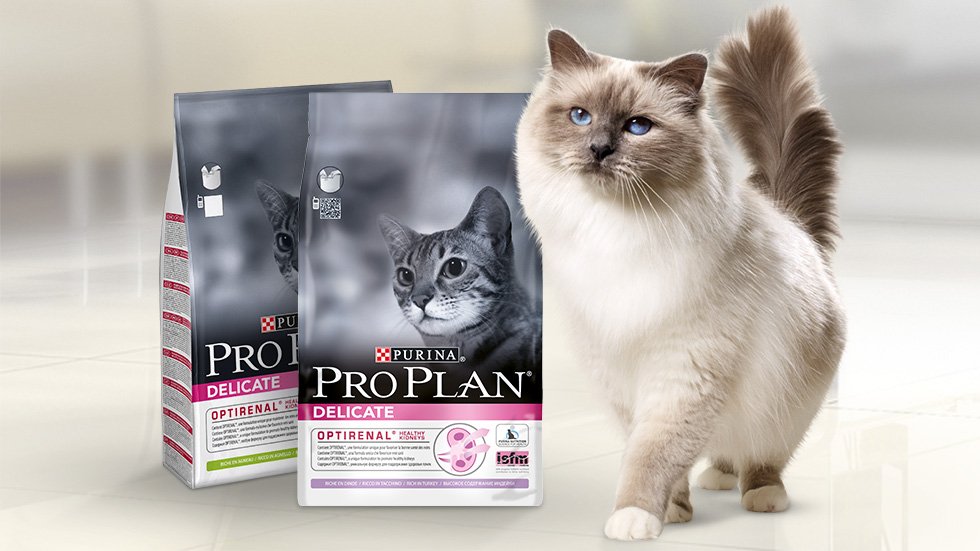 Smartson's tweet image. Har du en katt med känslig mage eller som är kinkig med maten? Vi söker 500 kräsna testpiloter som vill prova PRO PLAN® Delicate. bit.ly/2EFfpCg