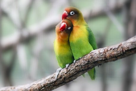 WhackyWookiee's tweet photo. #RomanceIsFor 

For the Birds... https://t.co/Vm5OfqxsjM
