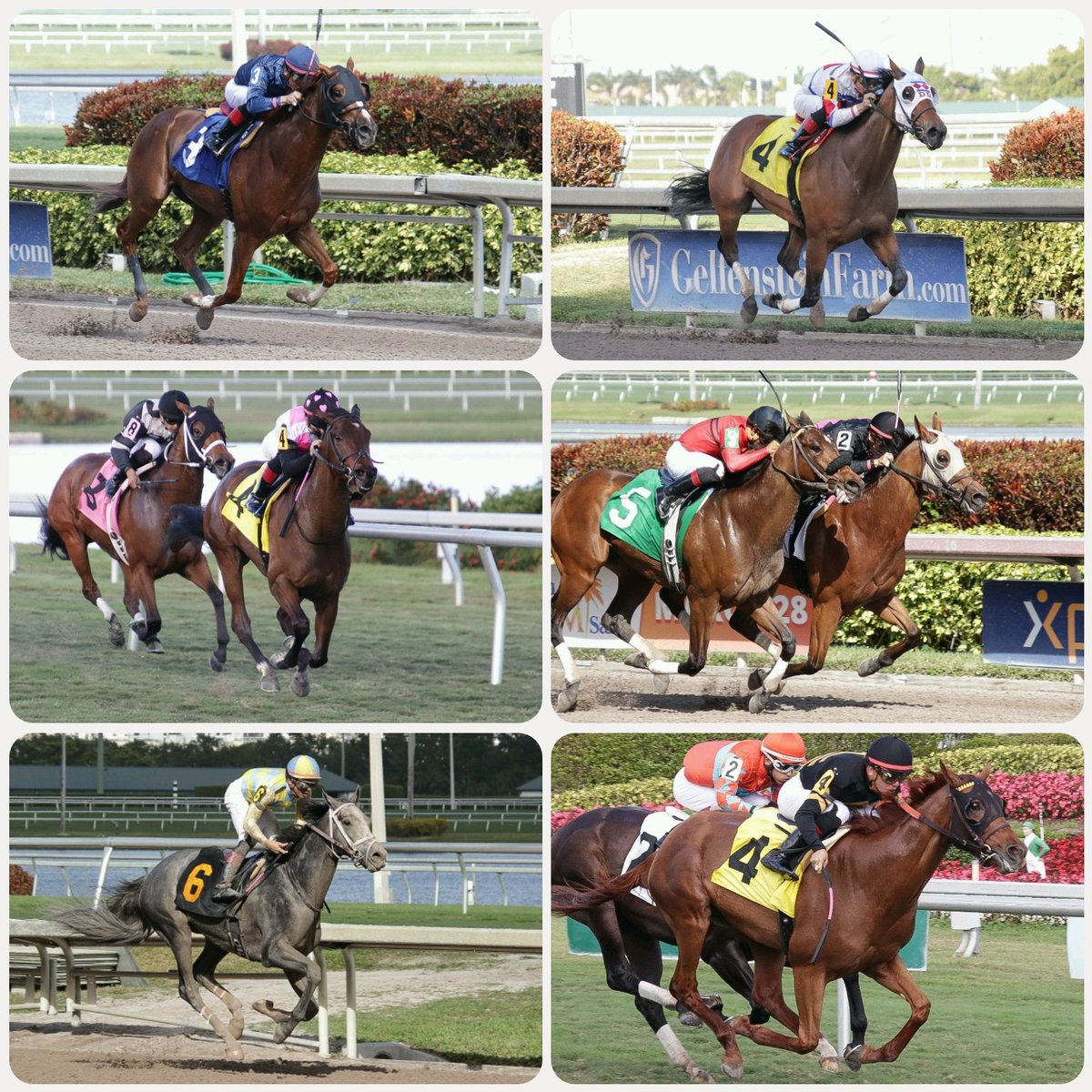 Tyler Gaffalione (@tyler_gaff) on Twitter photo .<a href="/Tyler_Gaff/">Tyler Gaffalione</a> got 6 winners last week and looking for more this long racing week!
Congratulations to all the winning connections!
<a href="/ralphnks/">Ralph Nicks Racing</a> <a href="/clementstable/">Clement Racing Stable</a> <a href="/markecasse/">Mark Casse</a> .<a href="/Tyler_Gaff/">Tyler Gaffalione</a> got 6 winners last week and looking for more this long racing week!
Congratulations to all the winning connections!
<a href="/ralphnks/">Ralph Nicks Racing</a> <a href="/clementstable/">Clement Racing Stable</a> <a href="/markecasse/">Mark Casse</a>