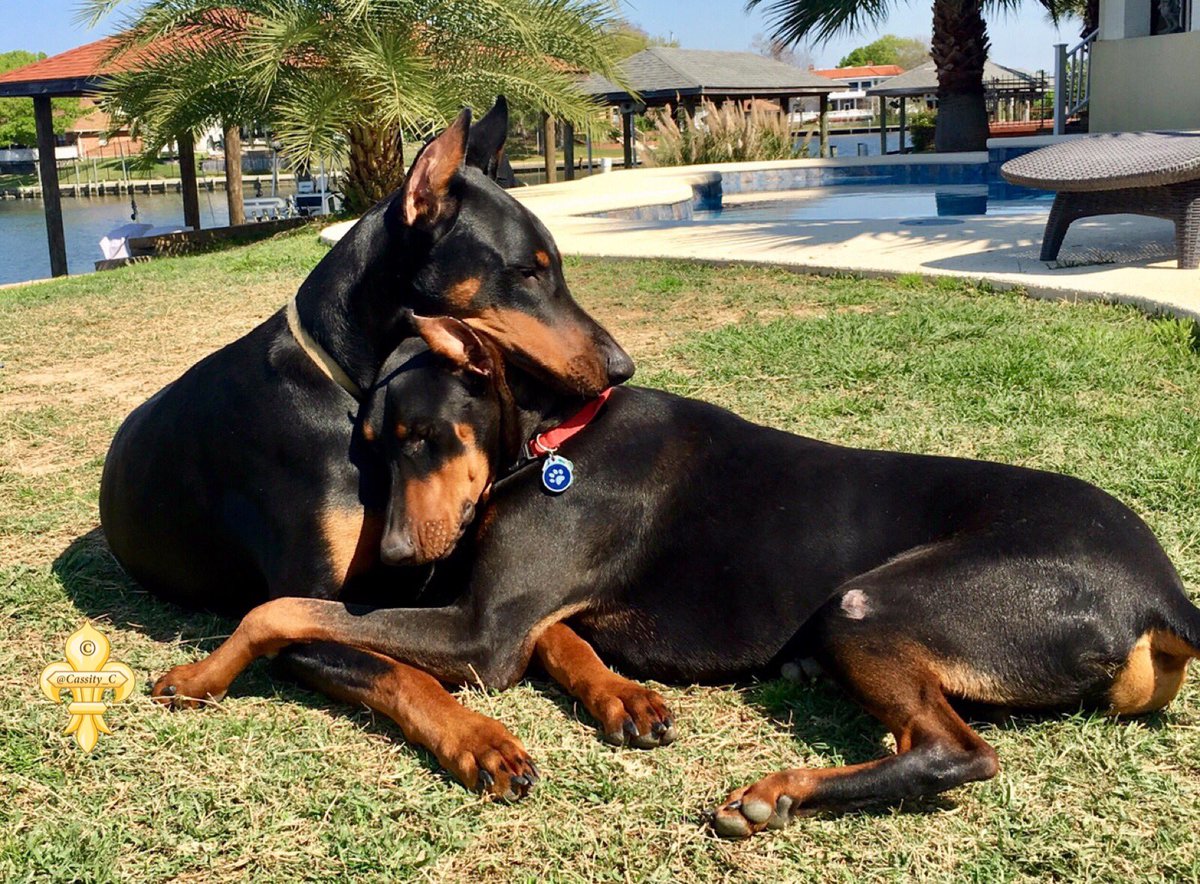 Sometimes you just need a hug🐾🤗🐾 #dobermans Happy Valentines Day friends💝