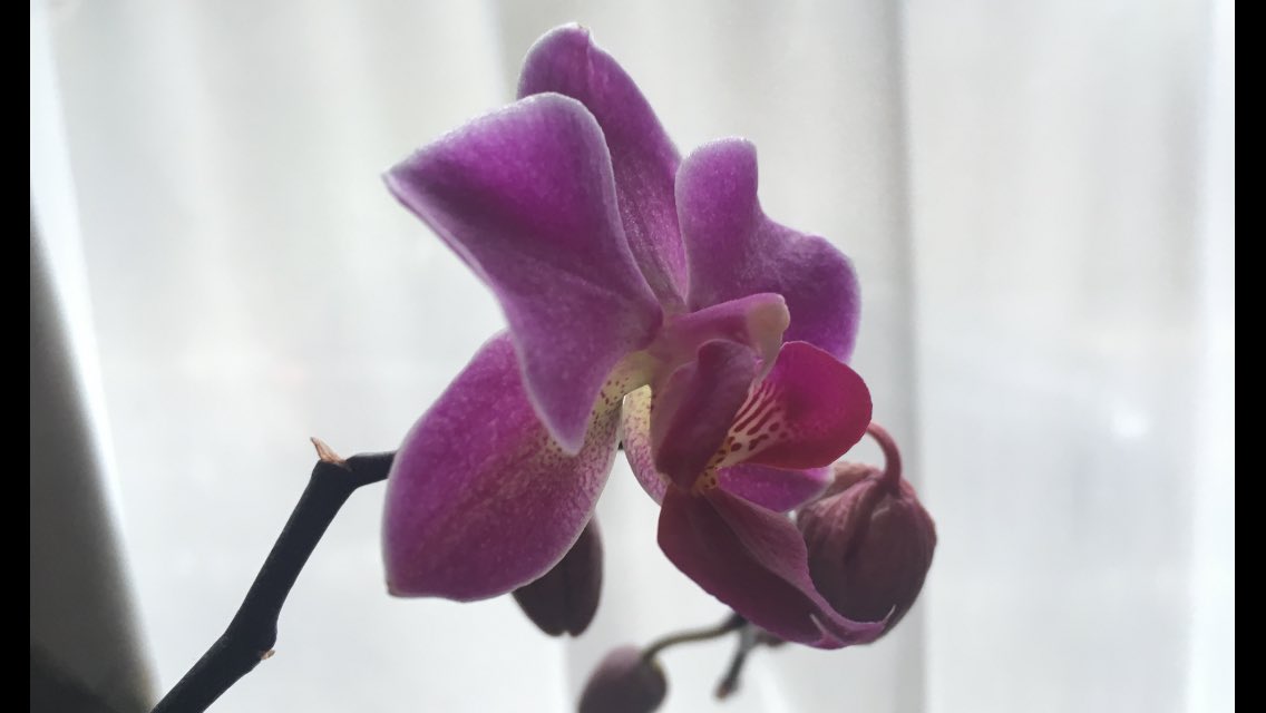 Janeca75's tweet photo. Loving my 2017 Valentine's orchid from @morrisons One year on &amp; it's still going strong! ❤️ https://t.co/yVF2e7Sxnb