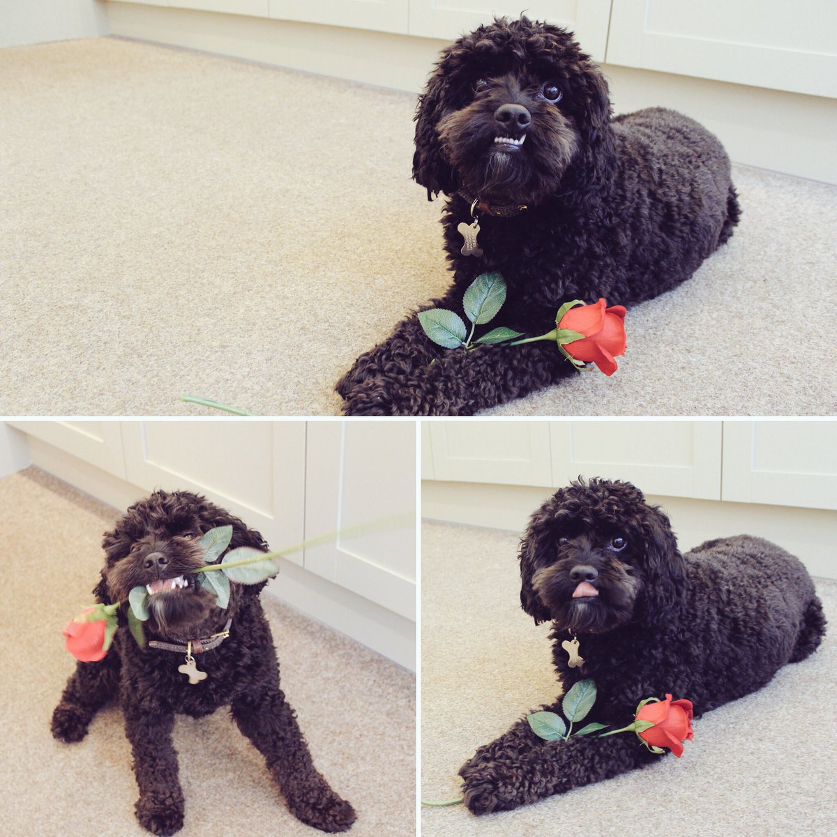 shopdogmorris's tweet photo. Wishing you all a Happy Valentines 🌹🐾 #dogsoftwitter #woofwoofwednesday  @PetsatHome https://t.co/3rJcVHuvBs