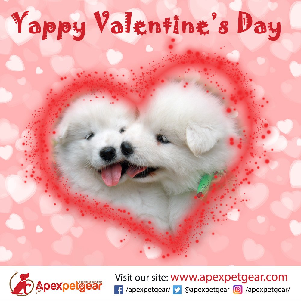 Even the pooches cannot miss this special day! 'Yappy Valentine's Day'. Let them live Yappily Ever After! #sweetvalentine #ValentinesDay 
@FIDOFriendly @juliesdogwalk @WetDogProducts @TrevorLeWoof @trainmydog17 @Teddy_Mill_Dog @MyPuppyBaby @anna_puphow @Harleys_Dream