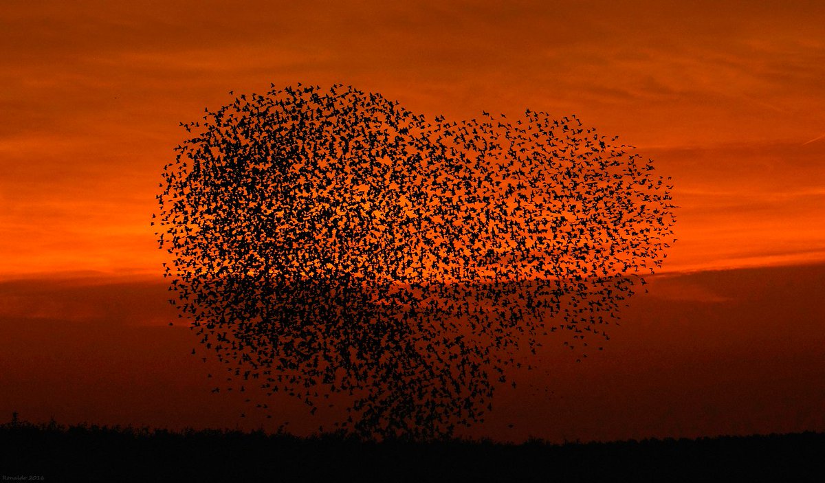 #ValentinesDay #ValentinesDay2018 #ValentinesDayChallenge #ValentinesDay #ValentinesDaySpecial #murmuration #14thFebruary #LoversDay #lovers #birds #sunset #wishes #Valentijn #Valentijnsdag      Happy Valentinesday 😍