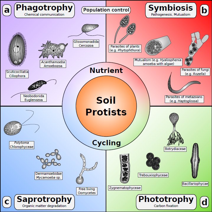 protistologists's tweet photo. New review on soil #protists in FEMS Microbiology reviews https://t.co/eEOgcSxv2n https://t.co/0jGznvFdnU