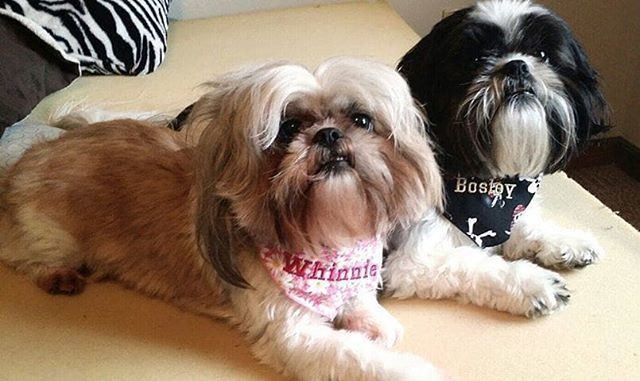 Chilling with your homies with matching bandanas! #doggo #doglife #dogsofinstagrams #dogsofig #bandanabandits ift.tt/2CjIfmA