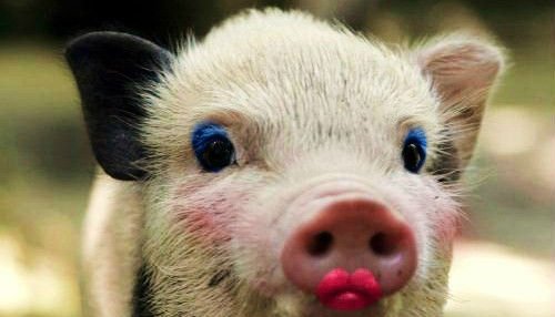 Happy Valentine’s Day from all of us here at Rocky Top BBQ Co!!!!