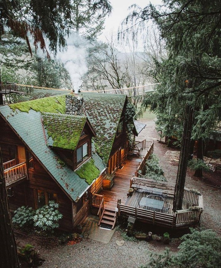 #house #wood #Forest #cottage #cabin