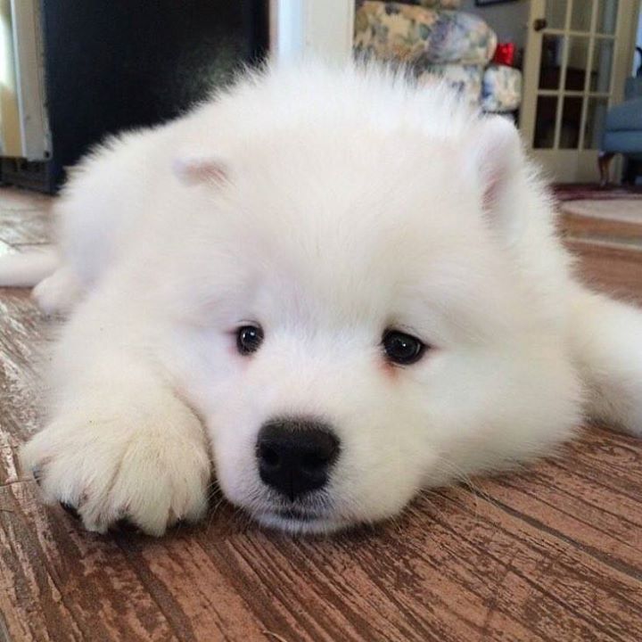 doglifestore's tweet photo. Cutie pie puppy 🥧 #mansbestfriend #puppytales #dogsaccessories https://t.co/krRxceOhK8
