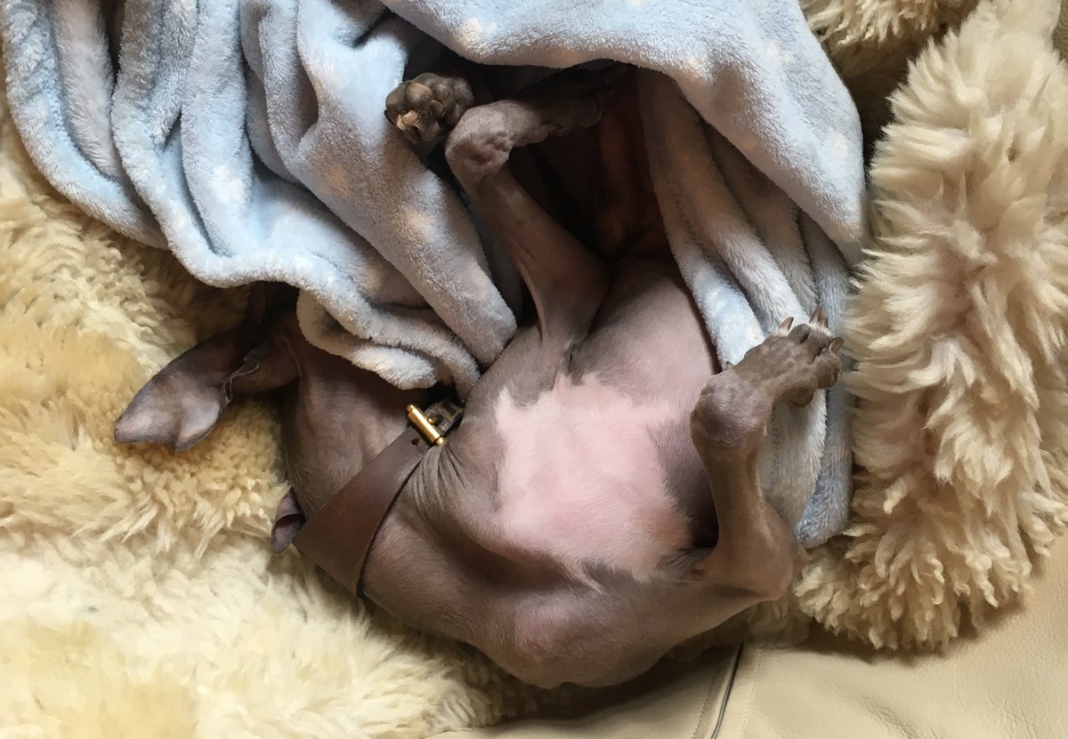 My colleague isn’t feeling very motivated today! #workingfromhome #WorkThatWorks #lifeofasocialmediamanager #freelancelife #coworking