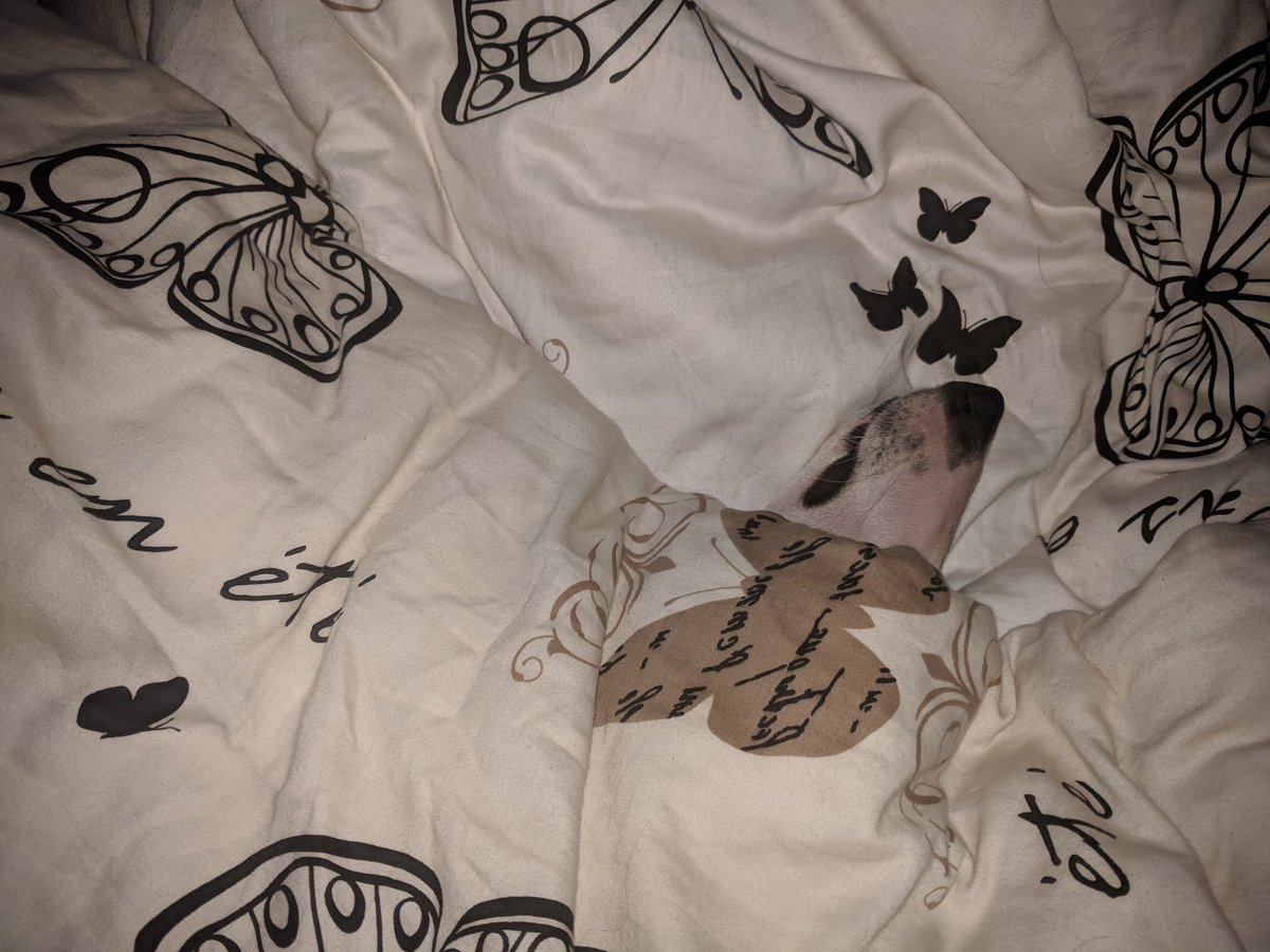BorbalaViola's tweet photo. When you are in ninja-mode in the morning #whippet #brindle #hidingfromwork #lazydog https://t.co/mhmOykGTO2