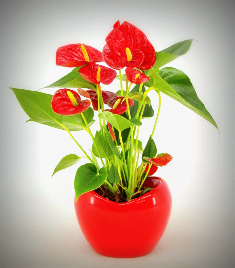 Fijne #Valentijnsdag! #Houwenplant loves Paris #ValentinesDay.