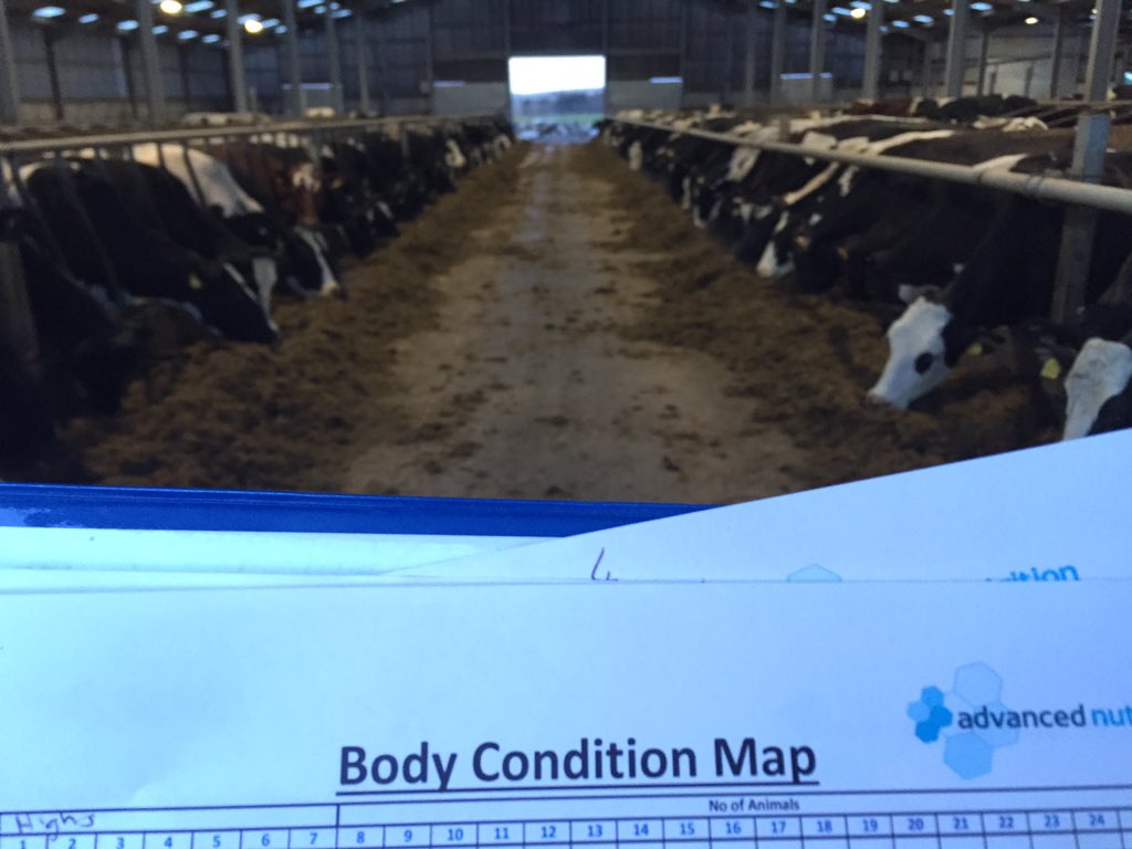 Body condition scoring cows this morning. it lets me keep an eye on body fat mobilisation in different groups, This stops any uncertain problems that may arise. If you can't monitor it you can't manage it #healthycow #Februdairy <a href="/ARN_Home/">Advanced Ruminant Nutrition</a>
