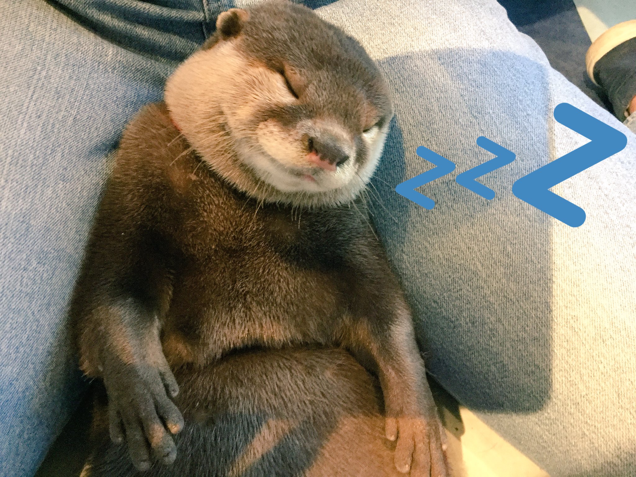 טוויטר カワウソカフェ Harry原宿テラス店 בטוויטר お膝の間でスヤスヤ寝ちゃってます カワウソさんのかわいい寝顔是非見に来てあげて下さい カワウソ ハリネズミカフェ チンチラ 原宿 Harryテラス Harajuku キャットストリート カワウソカフェ 動物