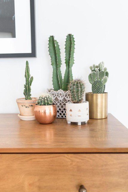 IntrepidHouse's tweet photo. 🌵BEWARE, the prickles 🌵

We stock the copper ones, link in bio!
•
•
•
•
•
•
•
#decor #intrepidhouse #homedecor #homedecoration #homedecorating #roomporn #interiordesign #interiordesigner #interiordesignideas #planters #homewares #planter #potplant #cactus #welovecactus https://t.co/M4ysPzKT1Y