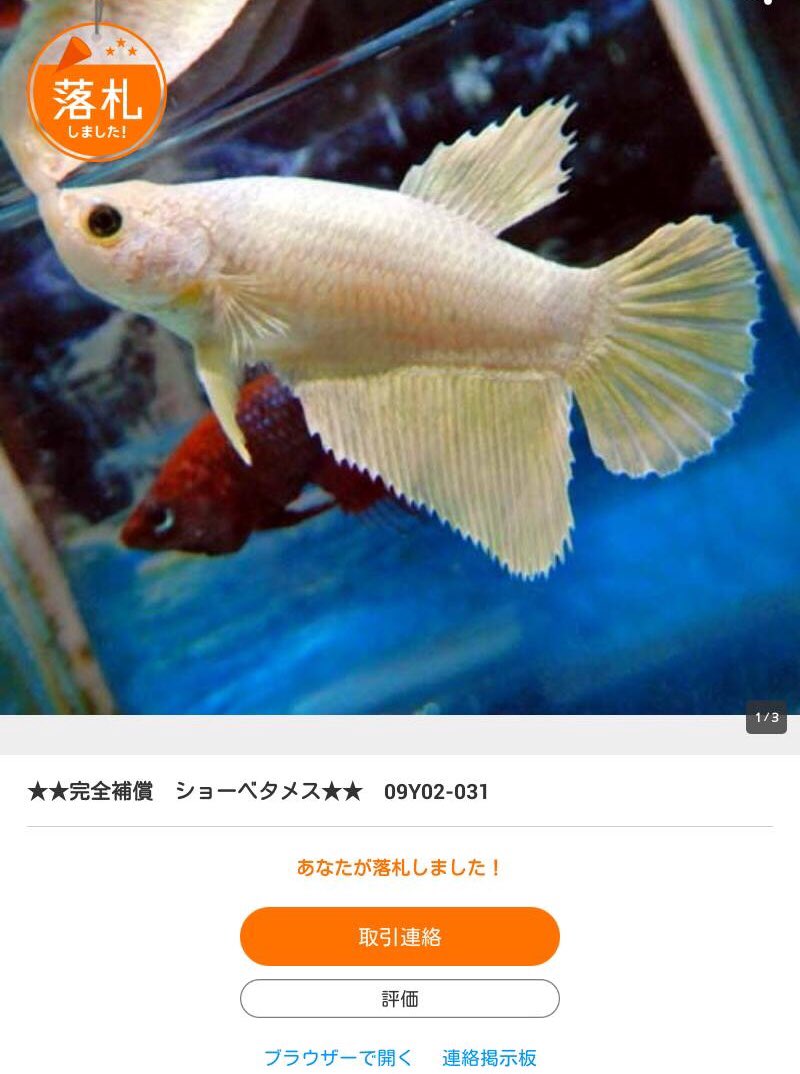 ｃｉｅｌ ａｌｅｎｃｏｎ シエル ハーフムーンのメス を落札してみた ちょうど楽天で見ててキレイなシャンパンゴールドだなと思ってたらヤフオクにも出てきて あれ 同じ子 と思って写真見比べたらやっぱり同じだったからすかさず落札した ストアの