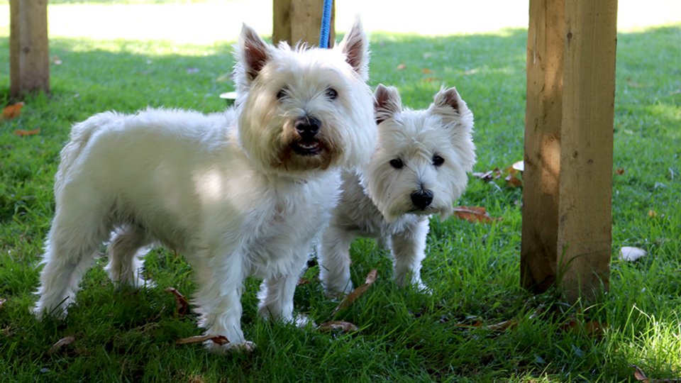 It's the last 3 weeks of our dog walking loyalty cards! Fill up the pawprint stamps when walking your dog on a lead, before the end of February to receive a free hot drink and enjoy beautiful walks with your four legged friends.

goo.gl/ay18qy
#KenilworthHr