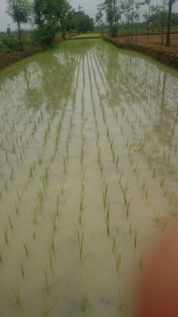 Habibullah1990's tweet photo. #Demplot #pemberdayaan penyuluhan petani sistem tanam Jajar legowo
#ManfaatDanaDesa
#tppijawatimur
#tppibangkalan
@jokowi
@EkoSandjojo
@anwsanusi
@taufikmadjid71
@fachrilabalado
@DewantoAndry https://t.co/MeuR1ljjJH