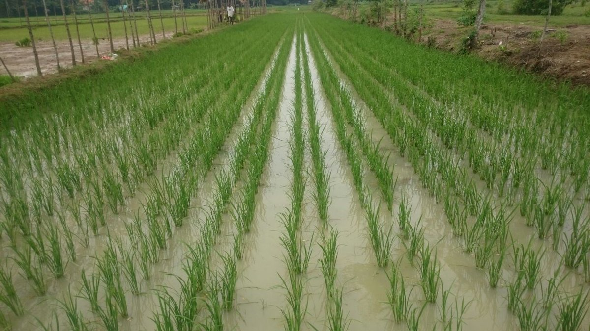 Habibullah1990's tweet photo. #Demplot #pemberdayaan penyuluhan petani sistem tanam Jajar legowo
#ManfaatDanaDesa
#tppijawatimur
#tppibangkalan
@jokowi
@EkoSandjojo
@anwsanusi
@taufikmadjid71
@fachrilabalado
@DewantoAndry https://t.co/MeuR1ljjJH