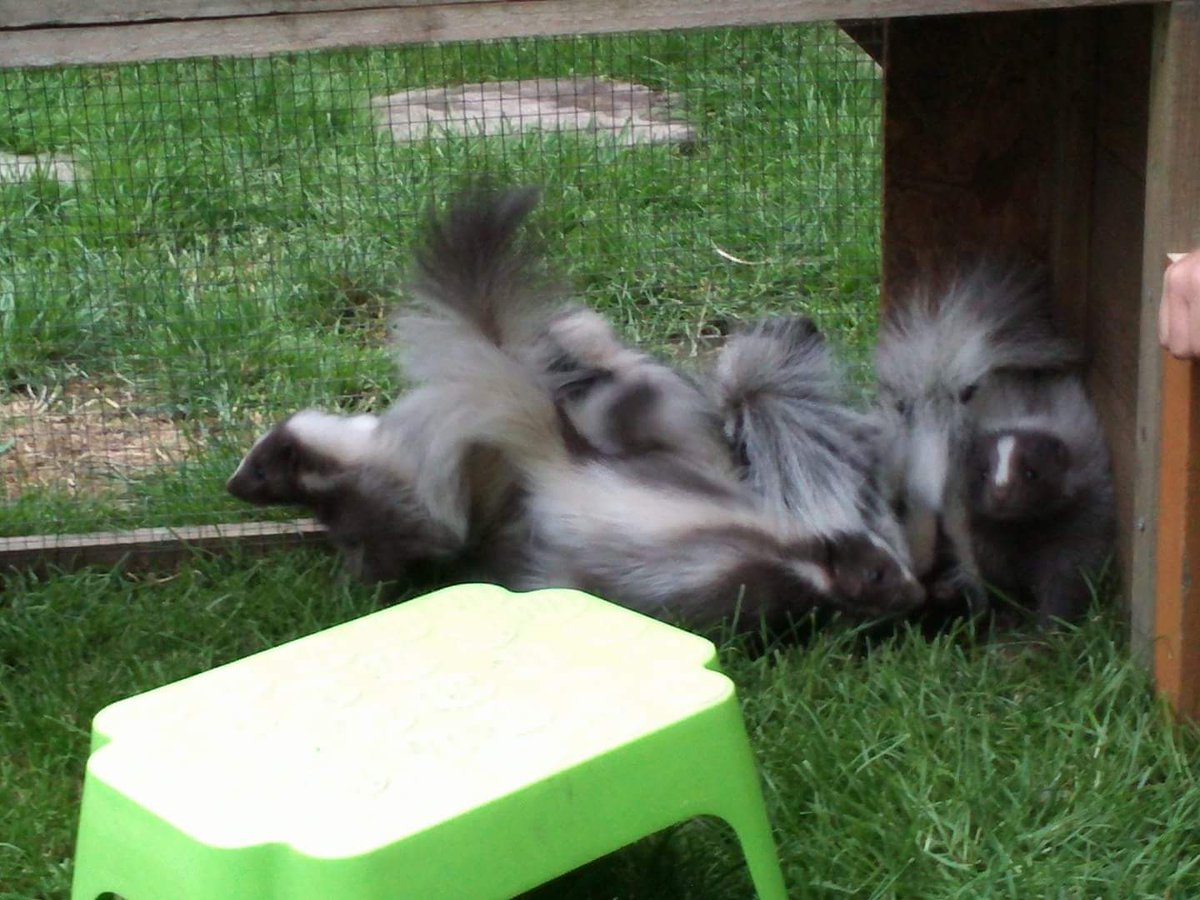 therapyskunks's tweet photo. Off to Coventry today to see the children in the hospice that we visit (Skittles with her sisters 😍) #charity #Hospice #Children #Therapy #ANIMALS #Cancers #ChildrensMentalHealthWeek #cuteanimals https://t.co/uw65p54vV8