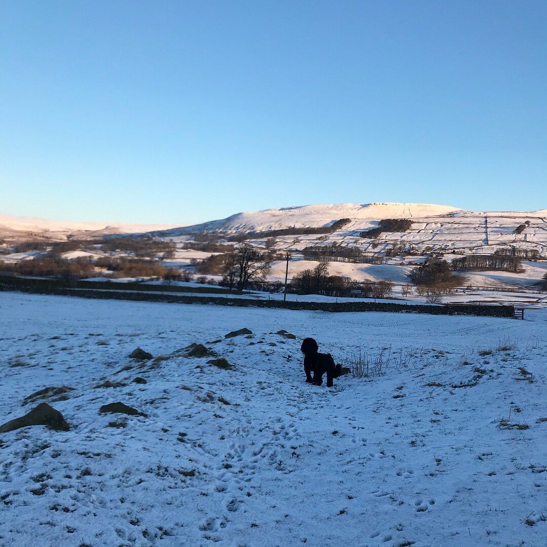 shopdogmorris's tweet photo. So happy another snow day in the dales 🌨 #loveyorkshire https://t.co/M3JO4nnYdJ