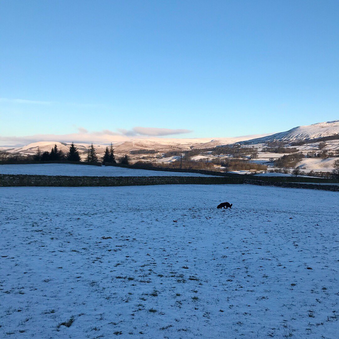 shopdogmorris's tweet photo. So happy another snow day in the dales 🌨 #loveyorkshire https://t.co/M3JO4nnYdJ