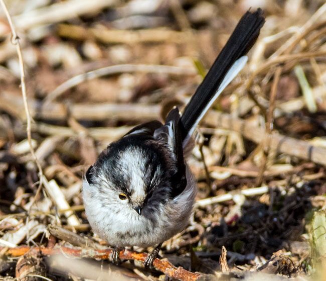 Strathclyde Park, Motherwell, Tuesday pm: Long-tailed Tits
