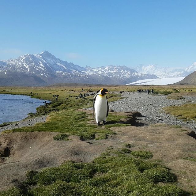 everycountryint's tweet image. Just received an email: Two new territories will be added to the Travelers' Century Club. Akrotiri and Dhekelia - and -
South Georgia and the South Sandwich Islands, making it a total of 327 on the list

I visited South Georgia last year. Here are some photos #travel #thetcclist