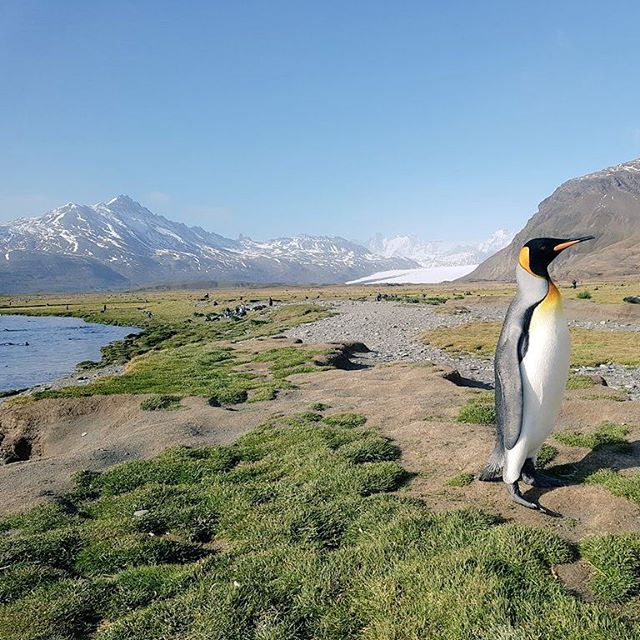 everycountryint's tweet image. Just received an email: Two new territories will be added to the Travelers' Century Club. Akrotiri and Dhekelia - and -
South Georgia and the South Sandwich Islands, making it a total of 327 on the list

I visited South Georgia last year. Here are some photos #travel #thetcclist