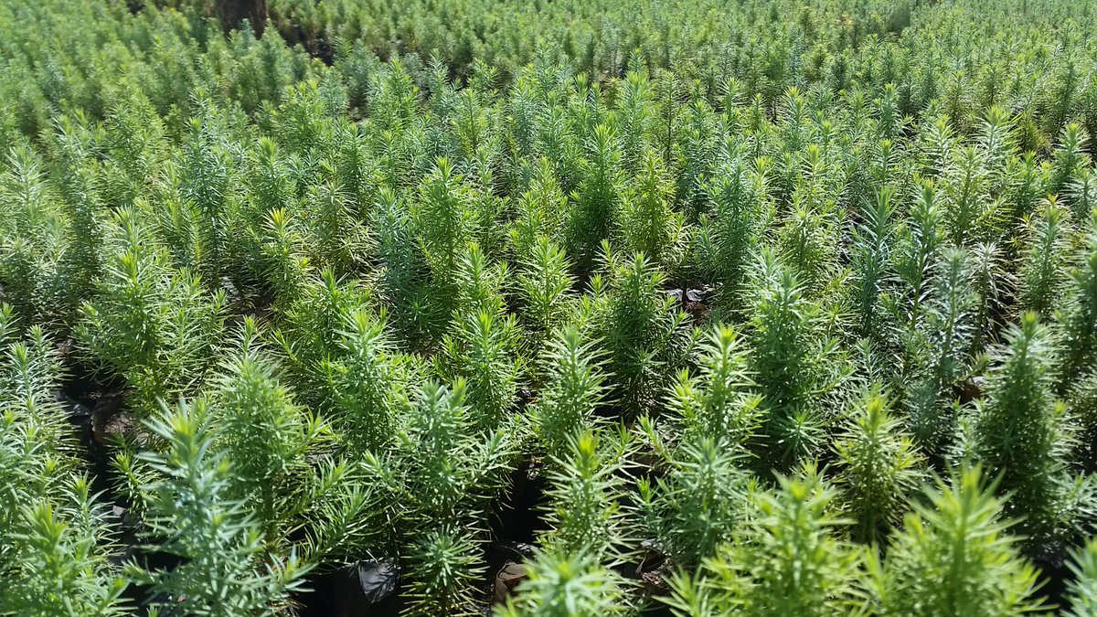 KirstyJaneShaw's tweet photo. Visiting our nursery groups. So many Mulanje Cedar seedlings soon to be planted up on the mountain! #SaveOurCedar @globaltrees @bgci @Darwin_Defra https://t.co/tRYEK5I8Kr