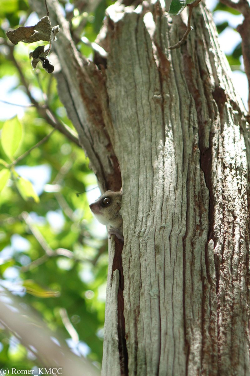 ROMER_RABARY's tweet photo. #Microcebus ravelobensis (@IUCNRedList : EN) #Lemurs observed during the #anjozorobebioblitz #ZavGasy @iNaturalist @JRSBiodiversity @TeamKMCC https://t.co/8DkY4foxLW