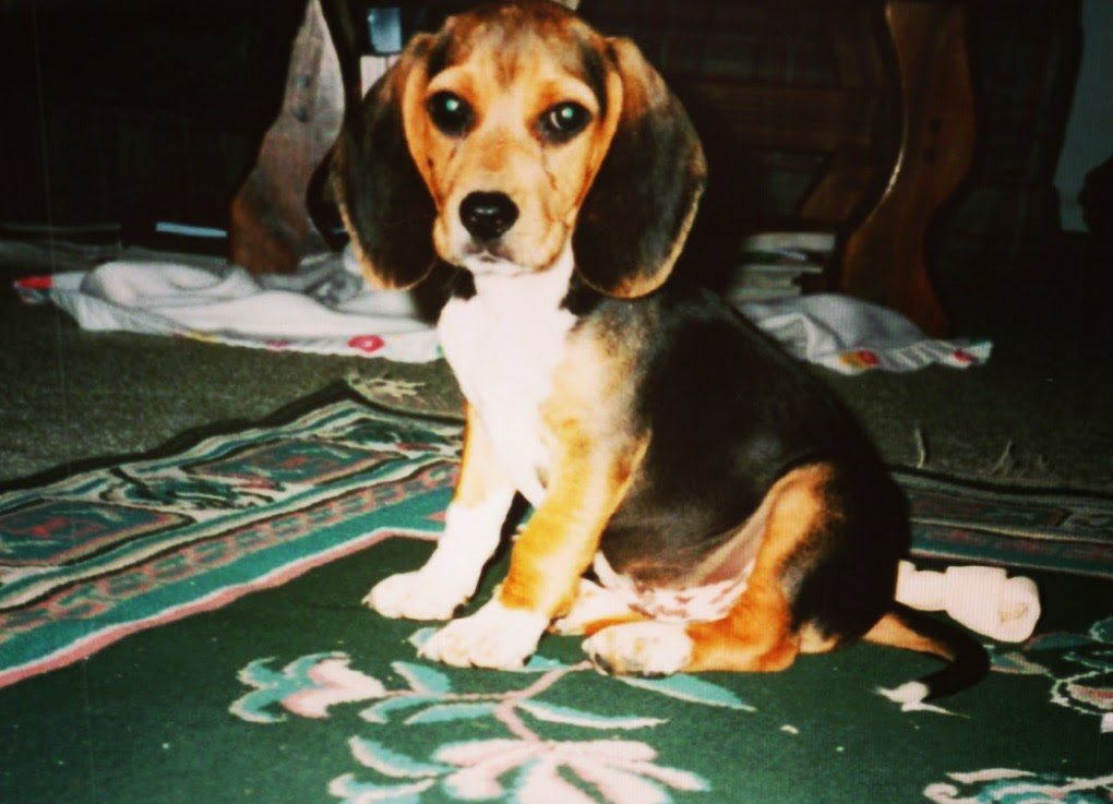 DawgPoundHound's tweet photo. @traciamc @beaglefacts @DaynaOG Thanks! We are #beagle humans here. I personally was hooked on #Snoopy as a kid then soared over the moon for this guy #DunkinGoNuts https://t.co/A1QCZjlSuS