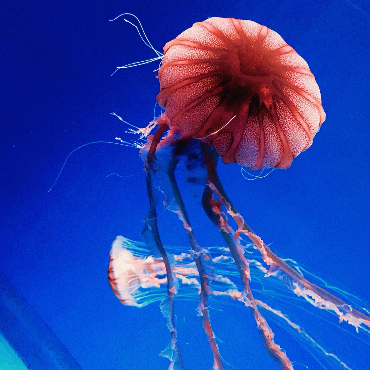 Lucky ラッキー 昨日は京都駅 観光ではなく 京都水族館に 楽しかったですよ 京都水族館 クラゲ 海月姫 伊勢海老 京都駅 Ldhfamさんと繋がりたい Lucky ラッキー 昨日は京都駅 観光ではなく 京都水族館に 楽しかったですよ 京都水族館 クラゲ 海月姫 伊勢海老 京都駅 Ldhfamさんと繋がりたい