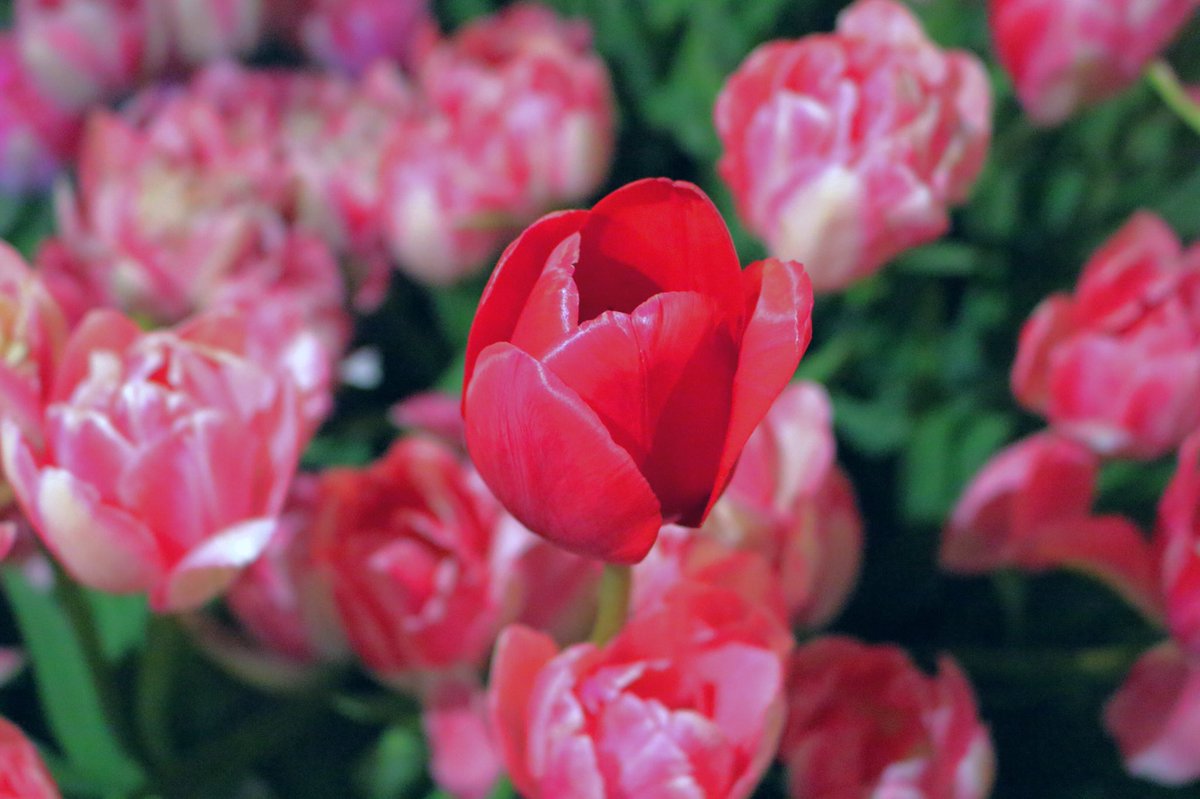 sai__cmr's tweet photo. 冬 × チューリップ
.
.
#写真好きな人と繋がりたい #写真撮ってる人と繋がりたい #写真撮るのが好きな人と繋がりたい #カメラ好きな人と繋がりたい #RTしたひと全員フォロー #いいねで気になった人お迎え https://t.co/0kZtver39x