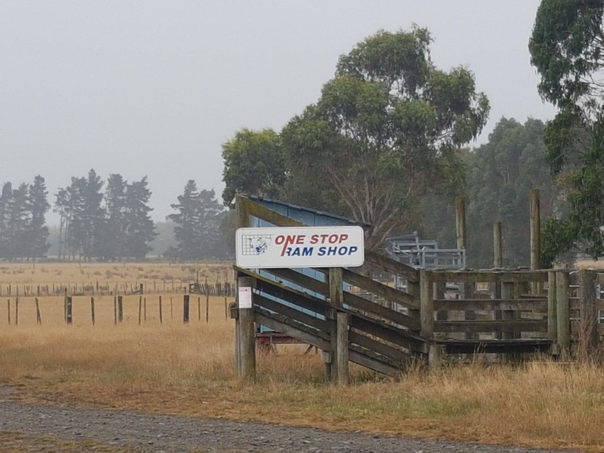 ShearwellNZ's tweet photo. Had a catch up with current customer Robin Hilton & Team at The One Stop Ram Shop! https://t.co/yD7M4tn1pM #ramsnz #onestop #ramshop #shearwellnz #farmingnz https://t.co/c1y0JvCtHz