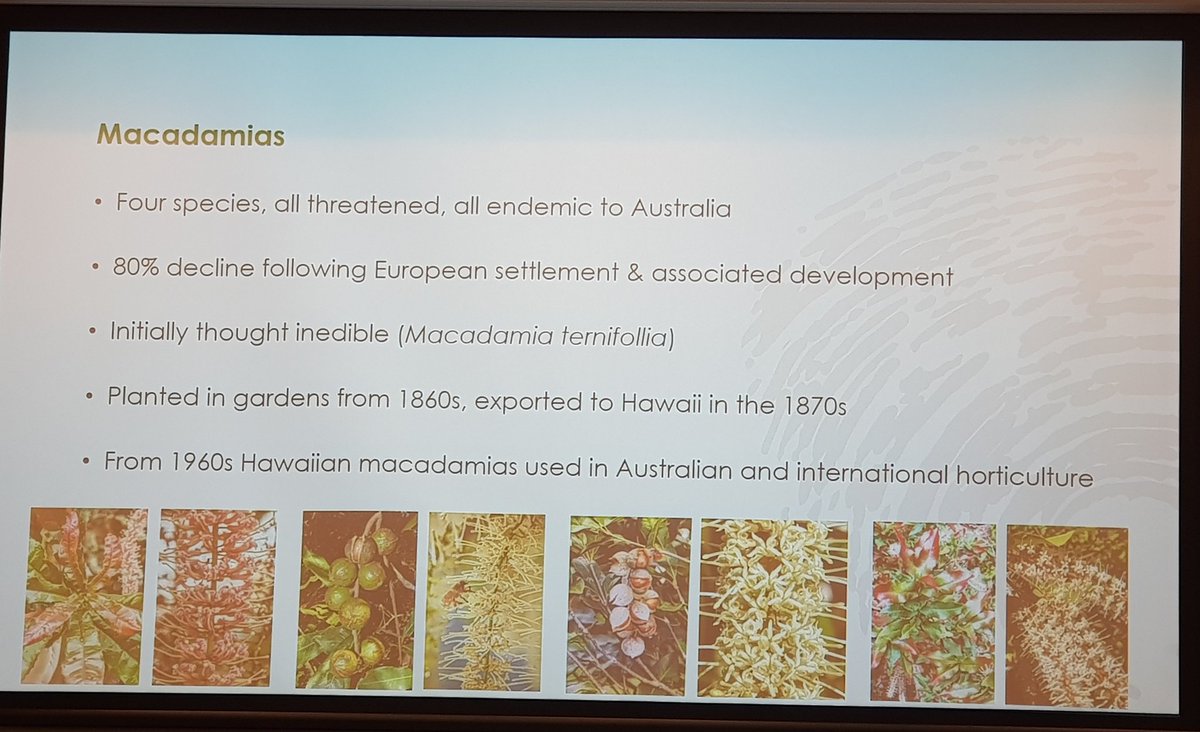 SuvarnaPB's tweet photo. @CitSciOZ
Questions to Liz Gold:
1. What is threatening the 4 endemic macadamia species?
2. It was mentioned that 1 is Endangered, what is the Red List status of the other 3? https://t.co/Qw3bcM7bCg
