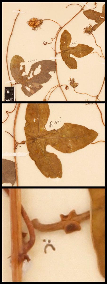 The “☹️” annotation on this mixed #Passiflora collection (leaves of one species glued to look like they belong to the stems of a completely different species) is priceless—though, not exactly a ‘best practice’! #herbariumlife