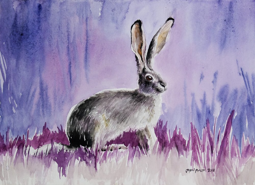 Day 7 - 30 Paintings in 30 Days Challenge

#hare #capehare #lepuscapensis #rabbit #animals #painting #watercolor #30paintingsin30days #30daychallenge #30in30 #dailypainting #animalpainting #rabbitpainting #southafrica #violet