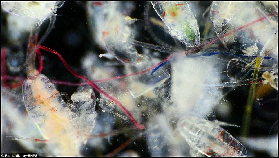 Plastic micro-fibre pollution from laundry in tap water (interview) safia-minney.com/blog/plastic-m… ft. <a href="/LostShapes/">Lost Shapes</a> <a href="/patagonia/">Patagonia</a> <a href="/Po_Zu/">Po-Zu Shoes</a> <a href="/PeopleTree/">People Tree</a> <a href="/PeopleTreeJP/">ピープルツリー</a>