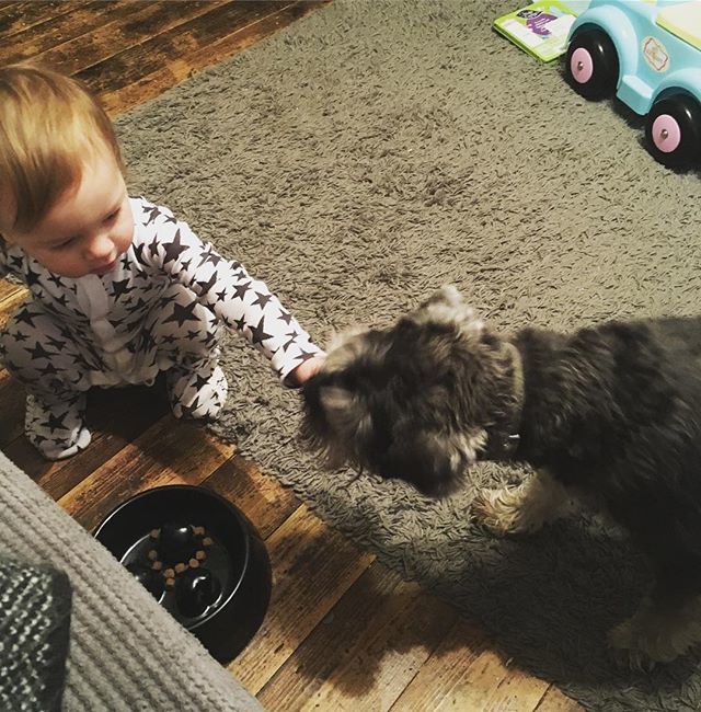 hypnobirth_mf's tweet photo. So apparently Lu has decided that the way Morris eats just isn’t satisfactory and has taken over this job.
Now the bowl goes wherever Lu does and he feeds Morris the pellets one by one 😂😣
Thank goodness our dog is so patient!
#mansbestfriend #boyand… https://t.co/g23AU4RNTx https://t.co/PEqcd1d9Z3