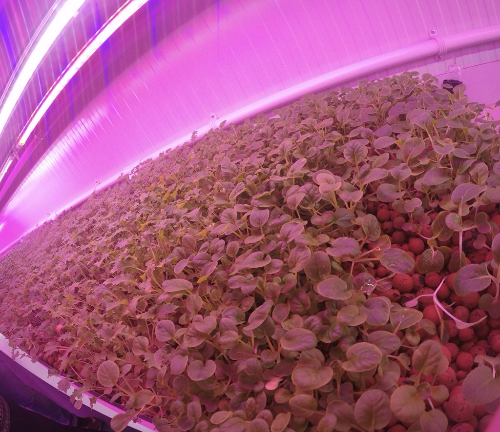 TLBStudPac's tweet photo. Basil is just one of the plants that you can grow hydroponically
#hydroponics #farmInABox #growgreen #containergardening #containerfarming #aquaponics #farmitup #Greenthumb #plantswithoutsoil #hydroponicgardening #farmersmarket #farmers #greenhousefarming #agricultureworldwide https://t.co/v24a6OwLvA