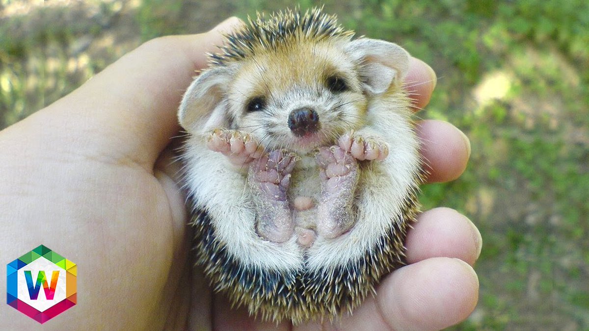 CutePetsOnline's tweet photo. #ifb #followtrain #follow4follow #followback #Hedgehogs #follwme #cute
#cuddle #socute #omg https://t.co/u60LcvgxEs