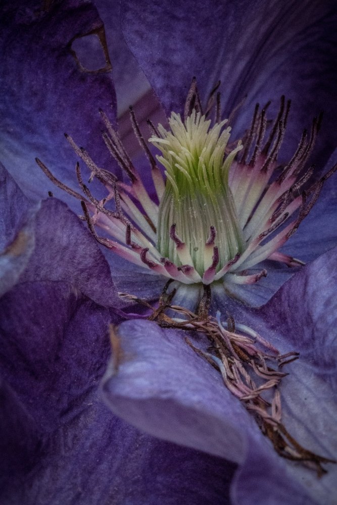 ianhrp's tweet photo. Clematis - A clematis flower. #thephotohour #70D #Canon70D #Clematis #Draycott #DraycottPhotography #DraycottintheClay #Spring #Staffordshire #blooming #canon #colours #floer #flowers #macro #macrophotography #microworld #microscopic #nature #plant #plants #springflowers https://t.co/1xt7iOlS9Q